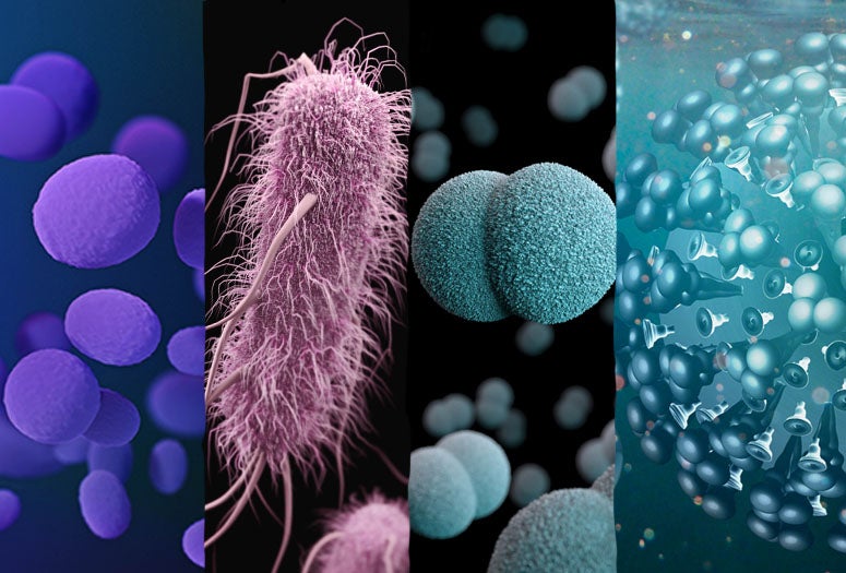 microbes that cause human disease 