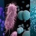 microbes in human disease